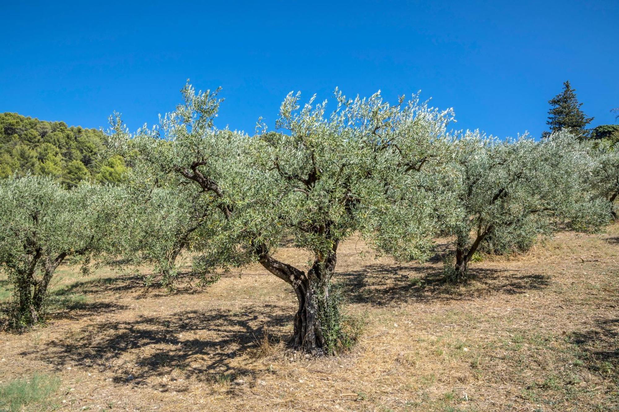 Maison Tendance Avec Jardin, Centre Village, Alpilles, Familles Eyragues Kültér fotó